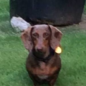 Meet your Posher, Wayne